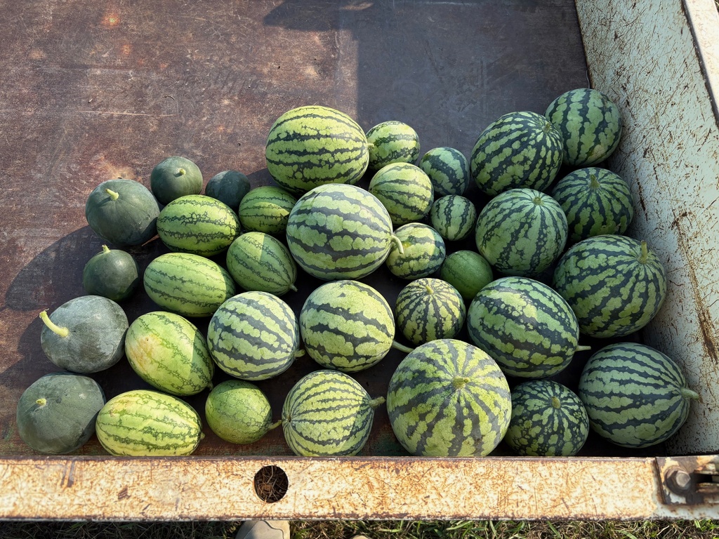 スイカ畑を見学 差塩 ーふれあい市場 R04.07.29みわわ 三和ポータルサイト