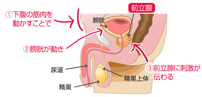 AFとは？アナルファックのやり方や意味を徹底解説！ ｜風俗未経験ガイド｜風俗求人【みっけ】