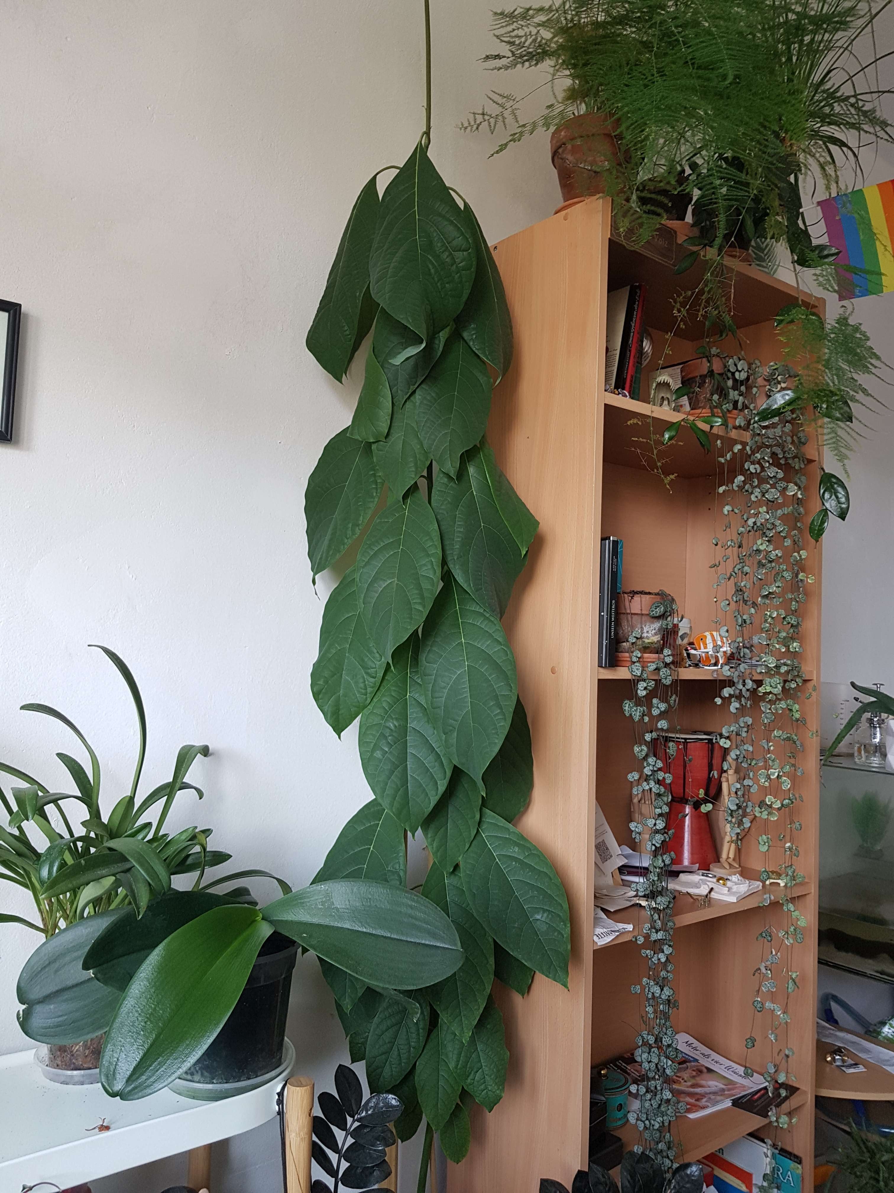 アボカド栽培の方法: Lady Wild