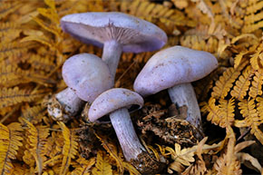 ムラサキシメジ 野生きのこの世界 -- 公益社団法人農林水産・食品産業技術振興協会