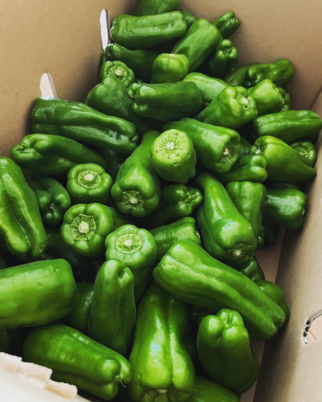 これまた箸が止まらない 「無限ピーマン<洋風バージョン>」おたくま経済新聞