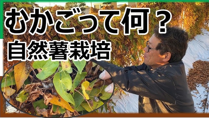 自然薯のムカゴ✨ 今の時期しか食べられない 貴重なムカゴを タカさんから頂いてしまいました😂💕 ムカゴとサツマイモご飯と 塩茹でにして塩をふって頂きました❣️ ごちそうさまでした🍽 ムカゴとは・ わき芽が養分を貯え肥大化した部分のこと だから 栄養たっぷり