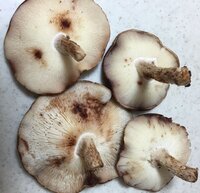 干し椎茸が黒くなる？失敗しない作り方とポイント3選管理栄養士&転妻ライター☆ゆみこblog