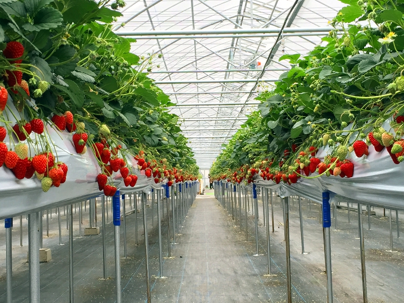 とても幻想的なビニールハウス✨ 現在22時〜25時まで苺の発育促進の為 ビニールハウスがライトアップされてます🍓💡お近くを通られる際は車越しに見てみてください❣️agriciaアグリシア日置市 伊集院いちご狩り苺狩り 苺農家苺農園トマト狩りトマト農家