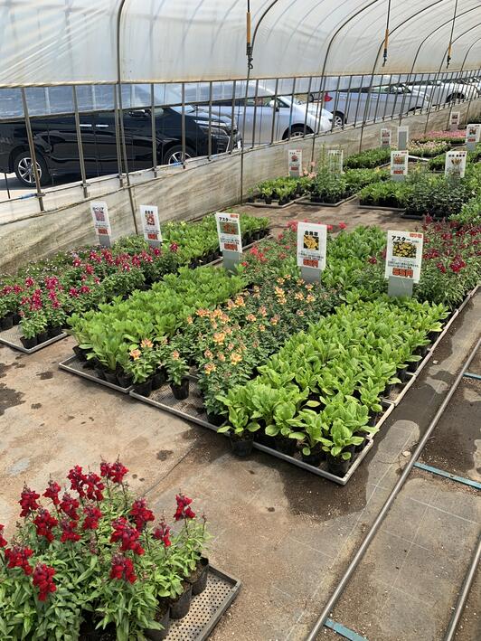 由仁町の花のまつうらさんへ行ってきました。 : 猫だらけ Powered by ライブドアブログ