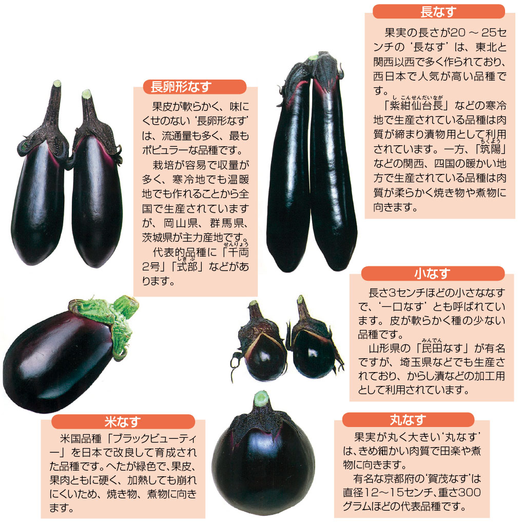 ナス なす 茄子