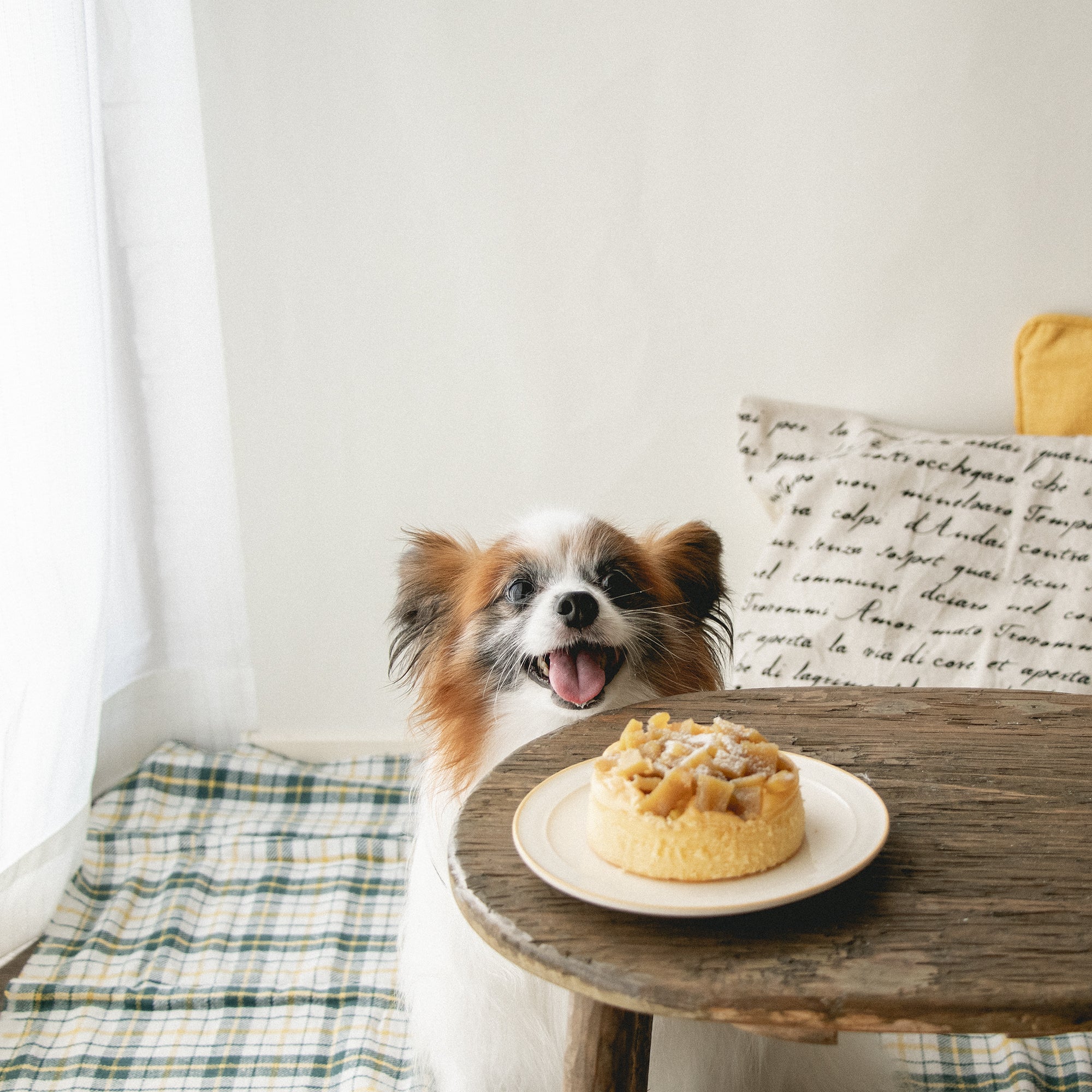 犬用キャロットケーキ COSORI Lite 3.8L SMART ノンフライヤー レシピ