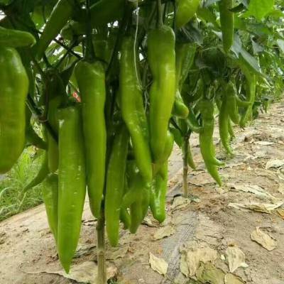 蔬菜种子改良新羊角椒辣椒种子中早熟青椒熟后变红辣味浓10g 袋其它草坪种子图片及价格-深圳市飞度时代网络有限公司