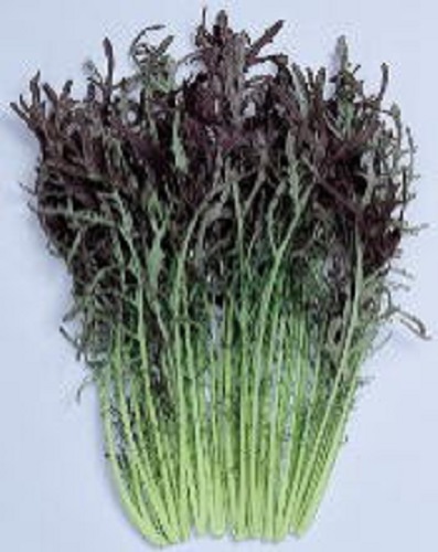 赤からし菜と豆のペペロンチーノお知らせ - たべるとくらすと