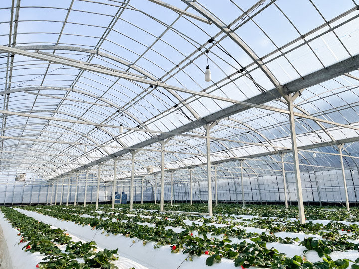 家庭菜園 プランタービニールハウス？でいちご栽培&ラズベリー編 まとめしびれる