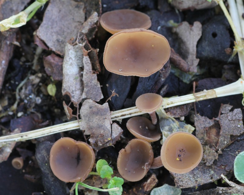 キチャワンタケ 黄茶椀茸