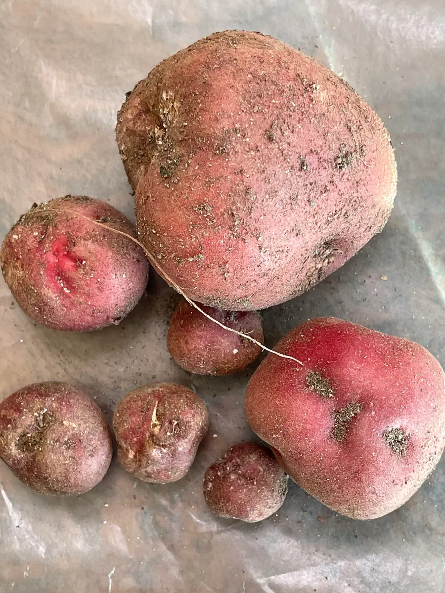 じゃがいもの芽の取り方！芽はどこまで取るの？キッコーマンホームクッキング