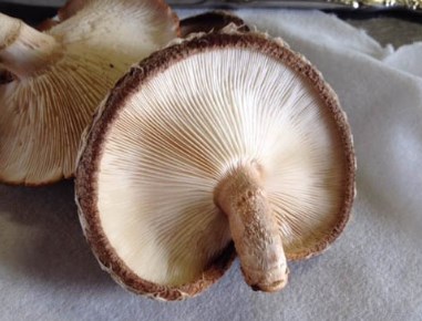 美味しく食べて健康に！ │ 株式会社 丸晶