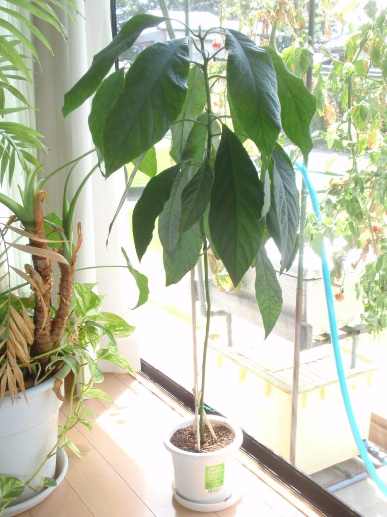 AvoSeedo アボカド栽培キット家庭菜園栽培キット自家栽培