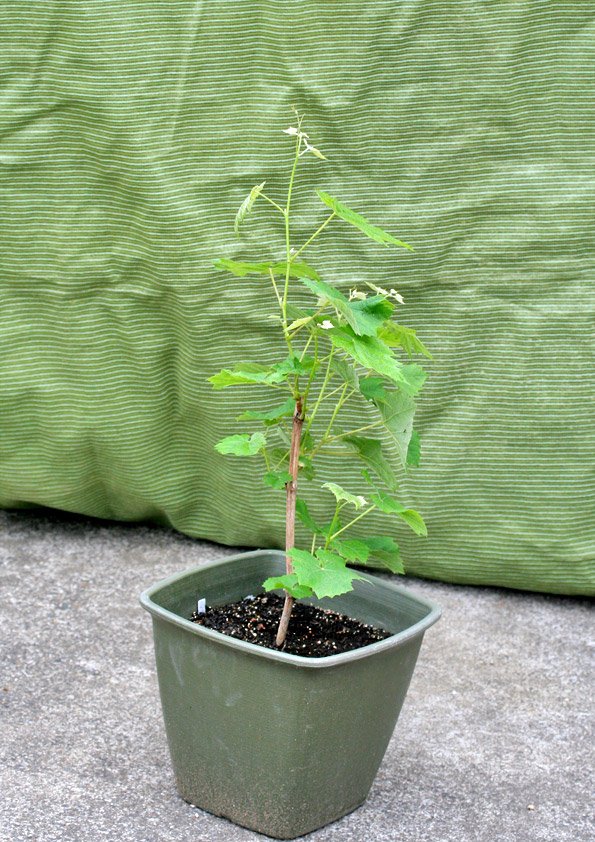 シャインマスカットの1年目