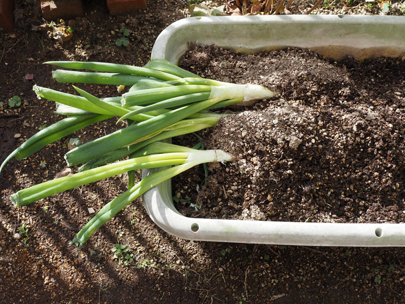 今まで見落としてた」ネギの泥・砂の汚れ！キレイに洗う方法・コツを、元スーパーの店員が解説 ぱるとよ- エキスパート - Yahoo!ニュース