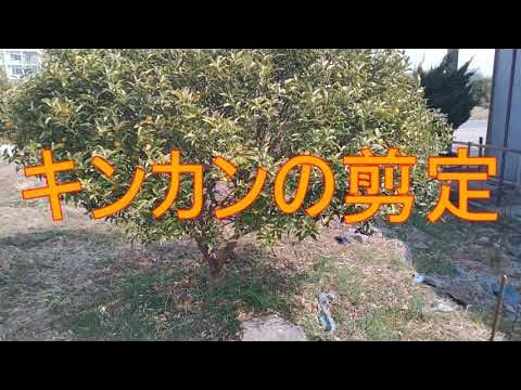 キンカン 美味しい実を付ける為の春剪定〜今切らないと後悔するわよ