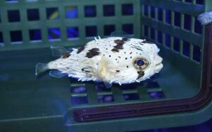 みなと海水 大量入荷！名古屋のペットショップRemix リミックス・ペポニ