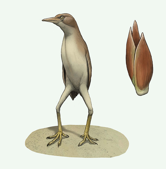 もうミョウガにしか見えない！ミョウガそっくりの鳥「ヨシゴイ」カラパイア