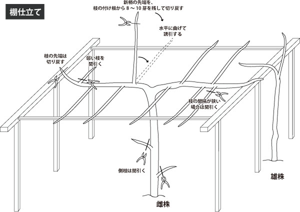 キウイフルーツの育て方