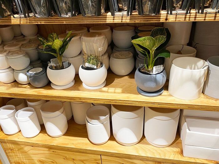 水差し プッシュ式水差し”のベストはダイソーでした植物マガジン作業日誌