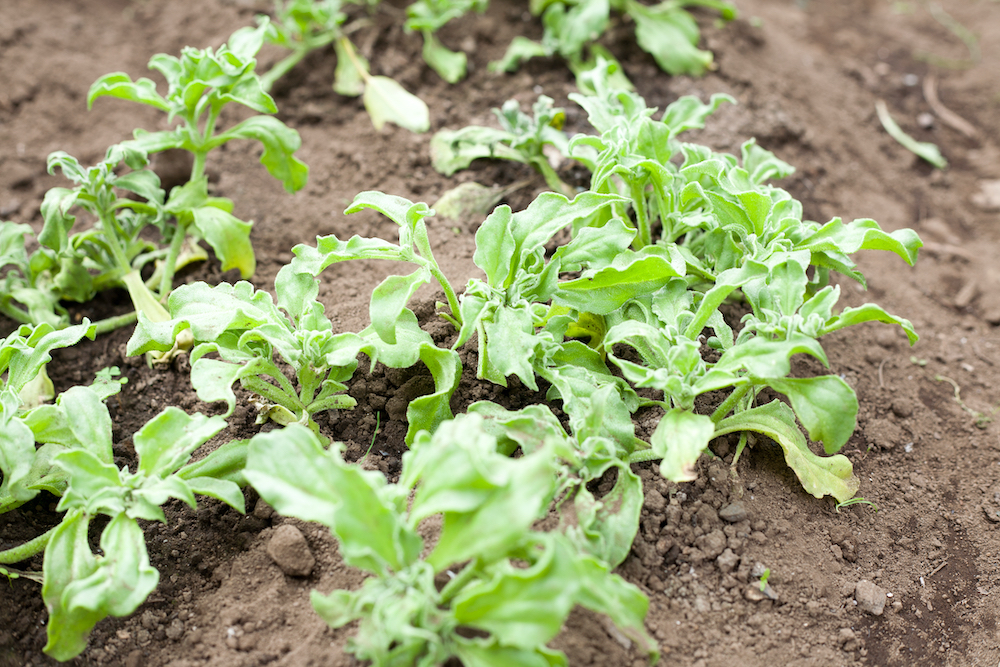 アイスプラント特集種・苗・球根・ガーデニング用品・農業資材の通販サイト タキイネット通販