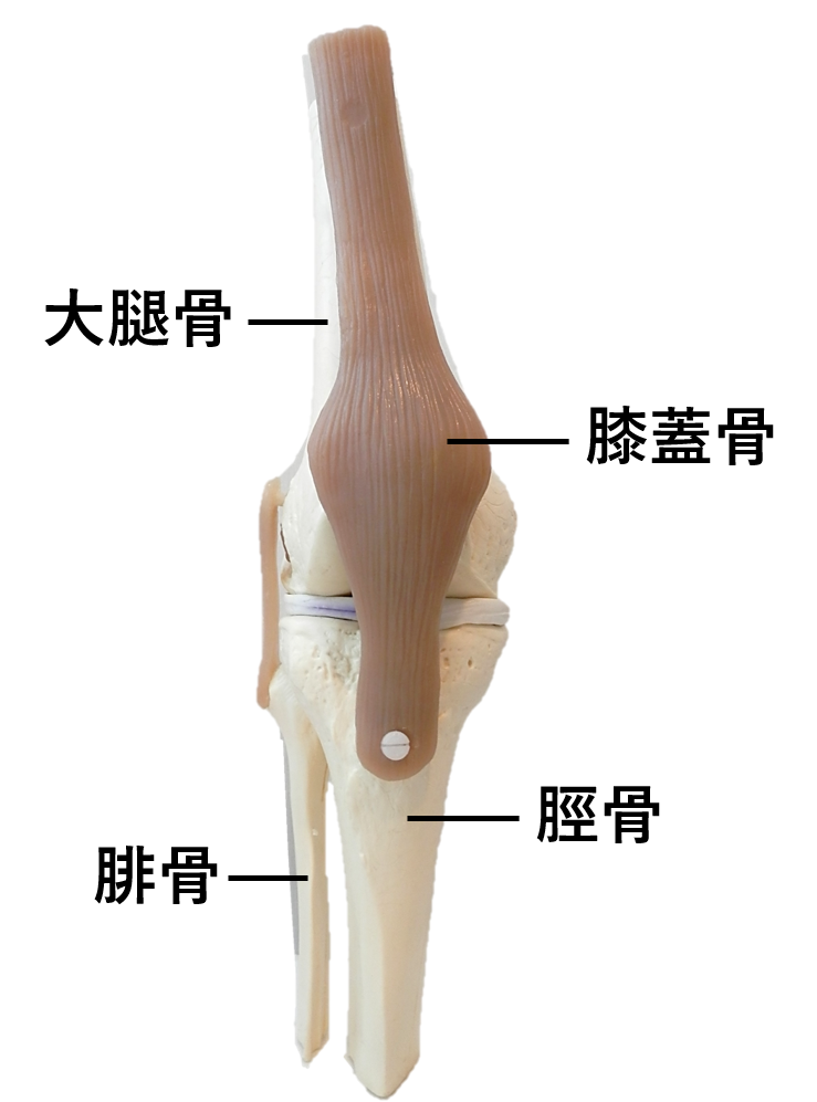 膝痛の改善について | 練馬区の鍼灸ならたった1回で効果を実感できる太陽堂鍼灸マッサージ院練馬へ！