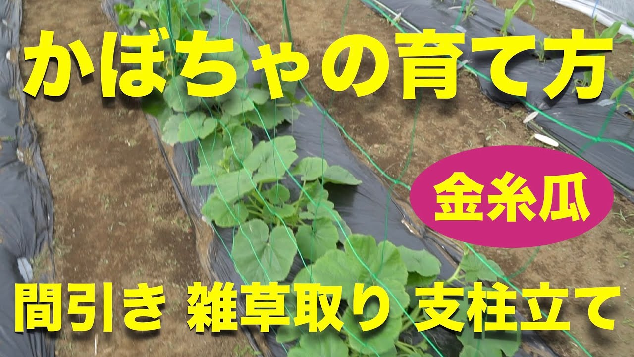 そうめんカボチャのレシピ〜下処理 茹で方 の仕方 - 今日、なに食べよう？〜有機野菜の畑から～