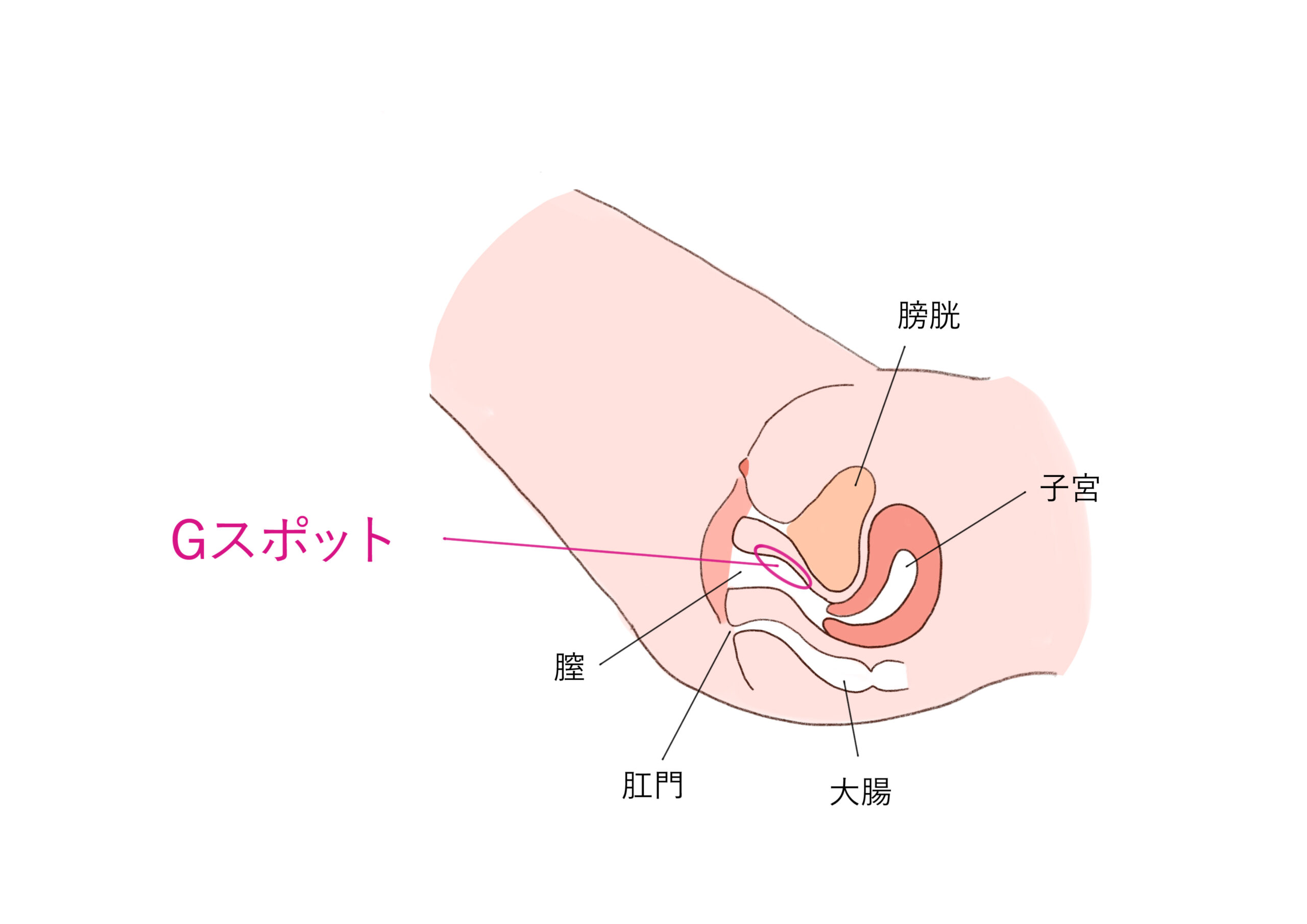 女性をペニスでイカせる方法！前戯からイクまでの流れを徹底解説