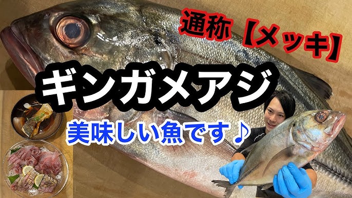 完全保存版 魚の捌き方入門！基本を覚えるには黒鯛の捌き方をマスターすればOK
