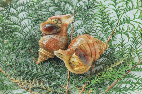 ツブ貝Ippei SuzukiFlickr