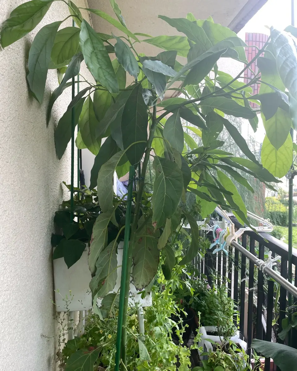 アボカドの種を数年前に植えました。いつのまにか60センチ程育 園芸相談Q&Aみんなの趣味の園芸