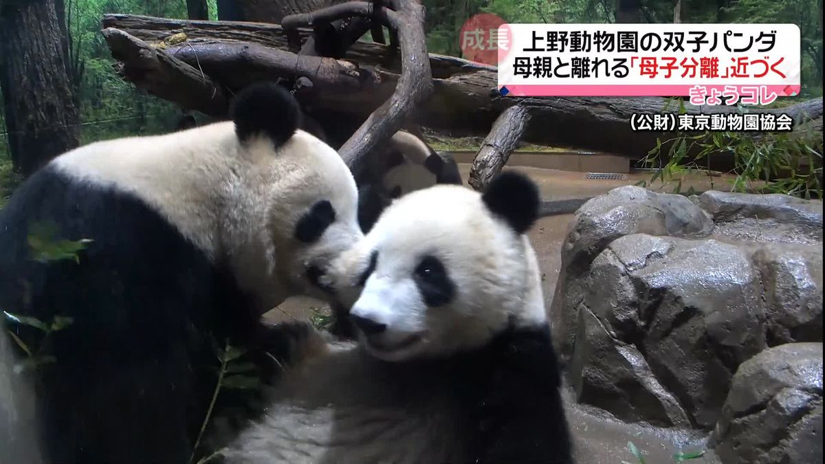 「幸せをありがとう」上野動物園のリーリーとシンシン、お別れに行列 [東京都]：朝日新聞デジタル