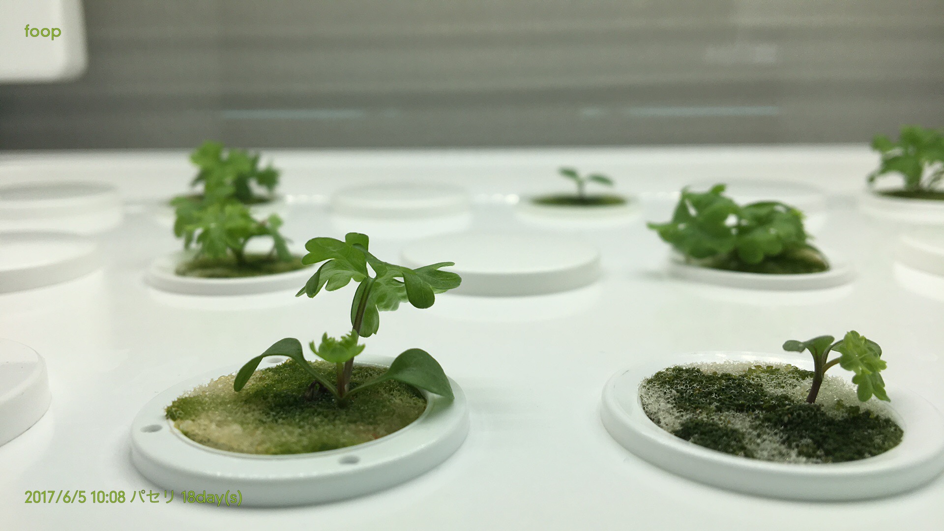 ジャガイモの収穫時期と収穫方法は？野菜の育て方・栽培方法