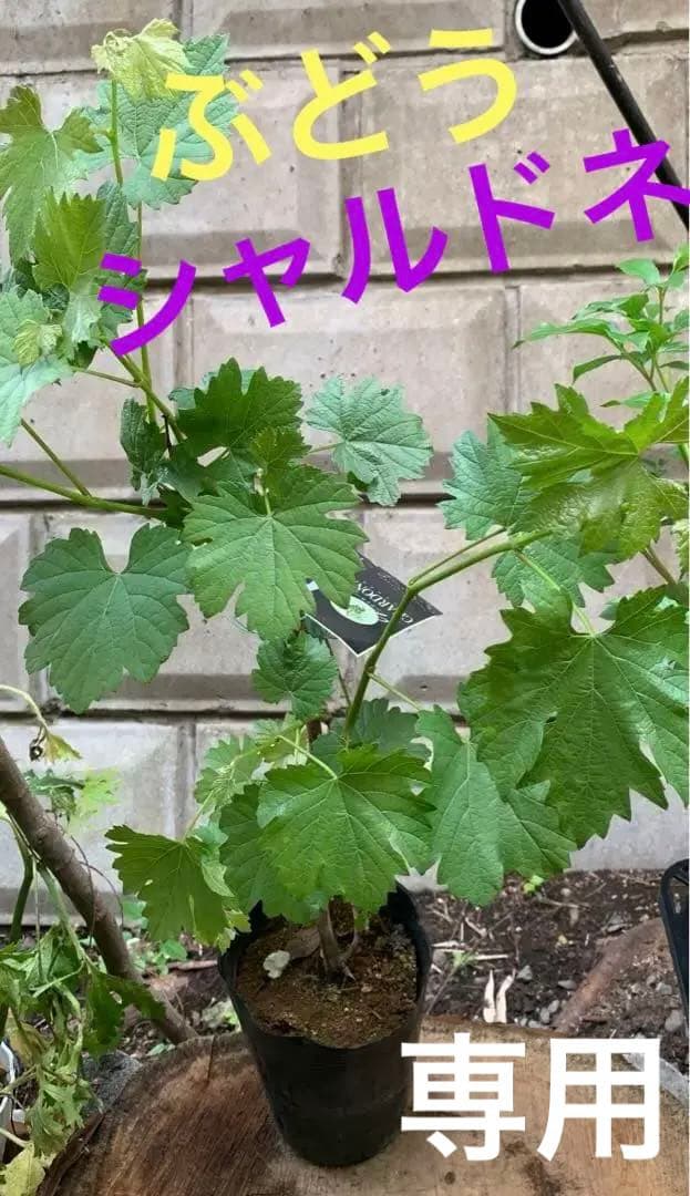 シャルドネの特徴は？スッキリからコクまろまでオススメの8選 - 美味しいワイン