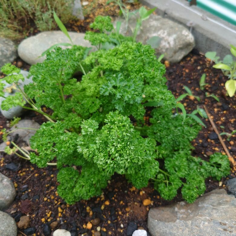 パセリの育て方・栽培方法LOVEGREEN ラブグリーン