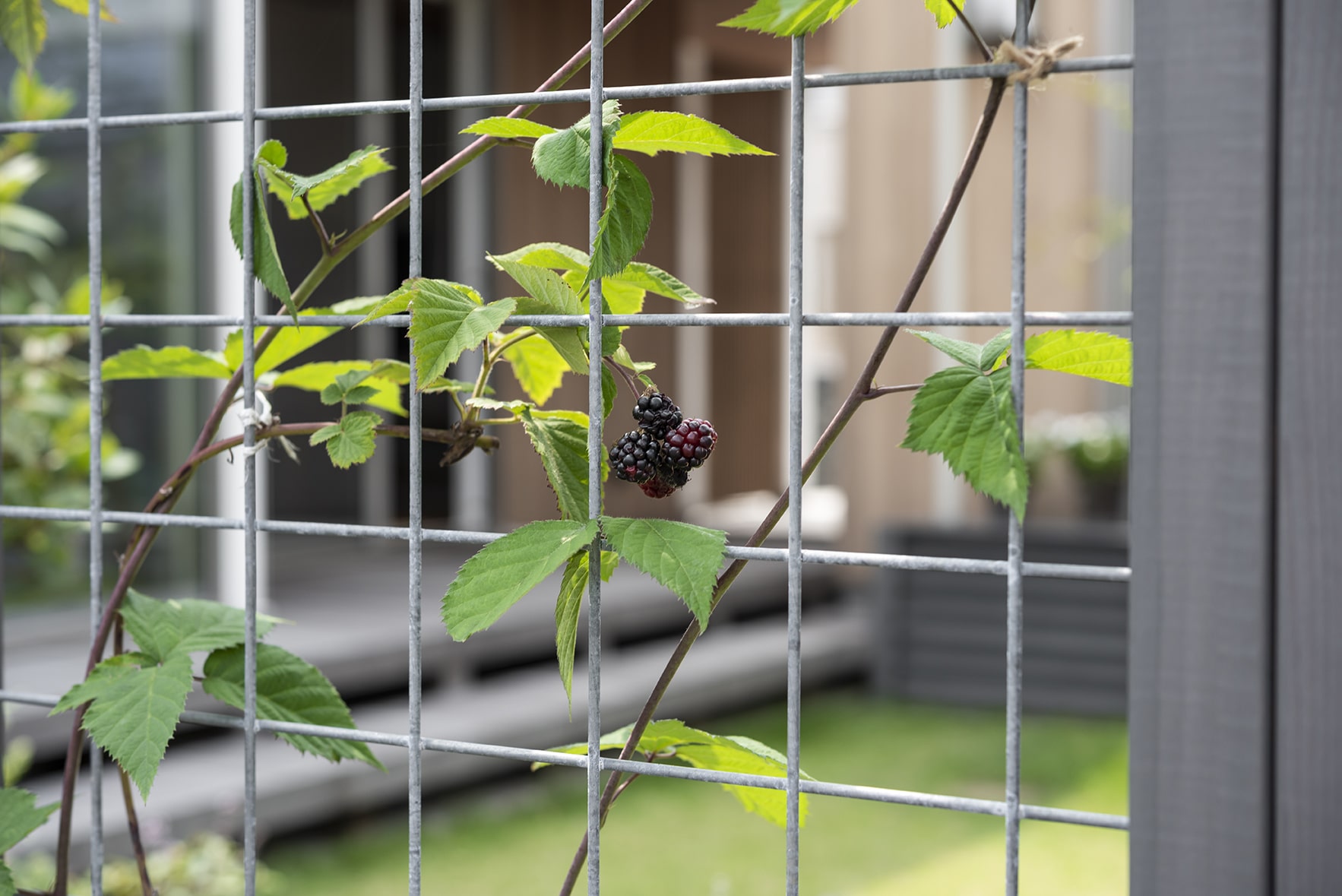 ブラックベリーの剪定は意外とかんたん！おいしい実をならす育て方剪定110番