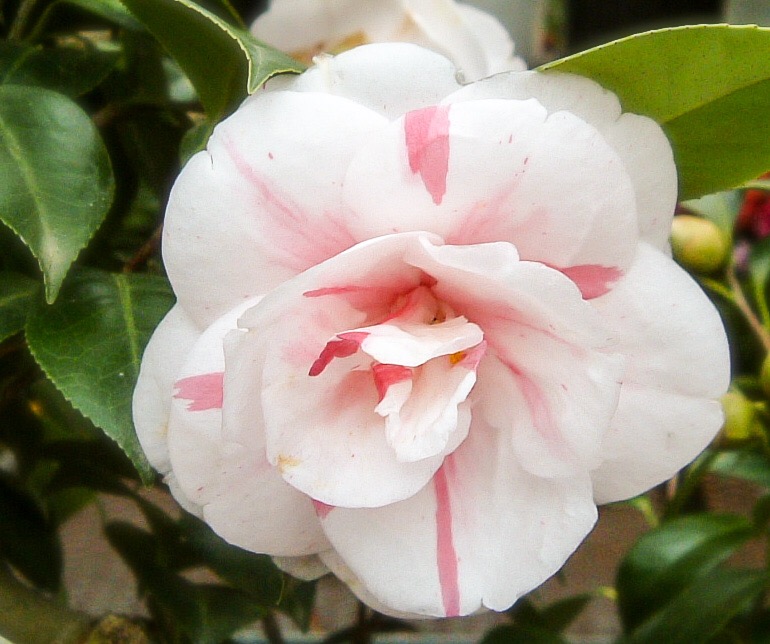 ツバキ 椿 ：五色八重散椿nae-yaherbal tree shop ハーバルツリーショップ なえやnae-yaherbal treeshop ハーバルツリーショップ なえや