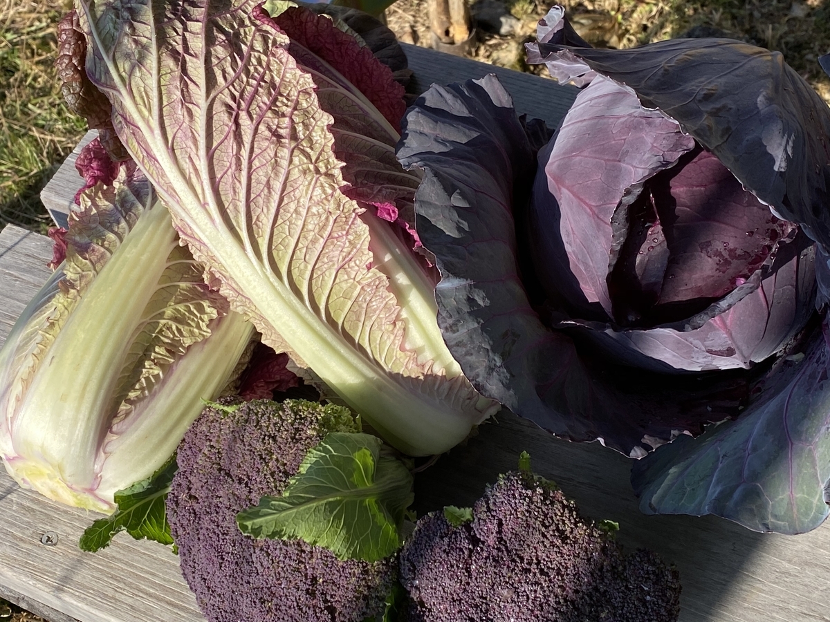 サラカツ！ 石川県伝統の加賀野菜「金時草」を食べてみた豊洲市場ドットコムブログ