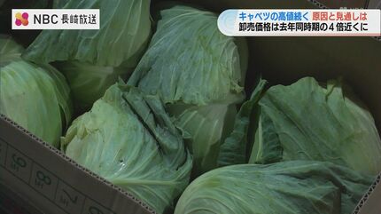キャベツの大きな新鮮な白い野菜の頭 - まぶしいのストックフォトや画像を多数ご用意 - まぶしい, みずみずしい, アブラナ科 - iStock