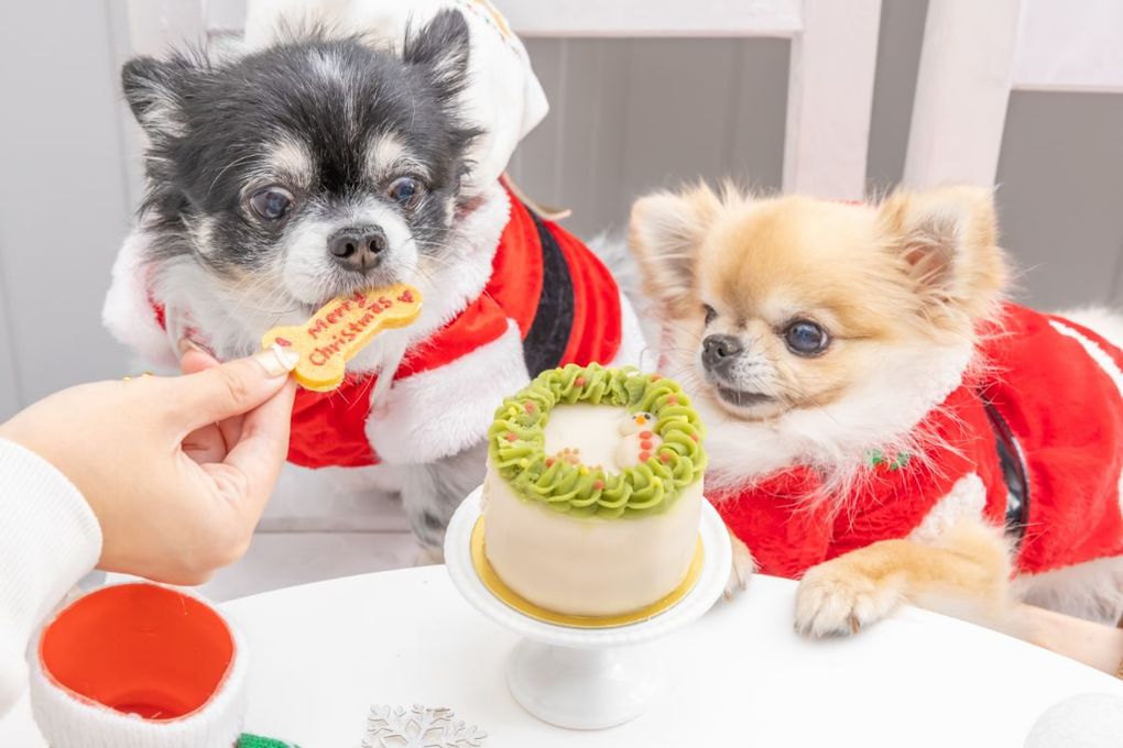 クリスマスケーキ - ペットショップ・ワンダードック