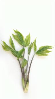 山菜 タカノツメと呼ばれる新芽 – 民宿すぎの子秩父のお宿