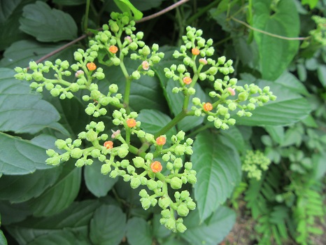 七草粥を食べよう！由来や作り方から子供に伝える方法まではいチーズ！クリップ