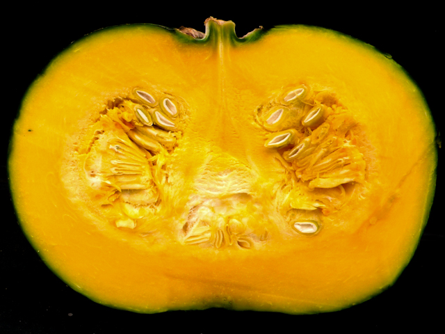 かぼちゃの保存方法 - 野菜の保存方法 料理の基礎レシピサイトNadia