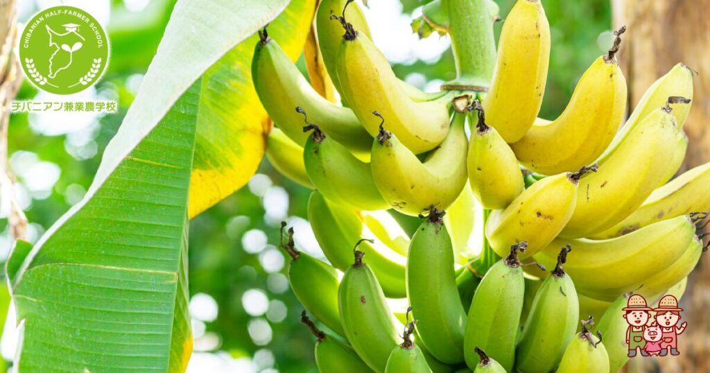 バナナ選び方 スーパーの店員だったから知ってる！こっそり教えたい「おいしいバナナ」の見分け方3つ ぱるとよ- エキスパート - Yahoo!ニュース