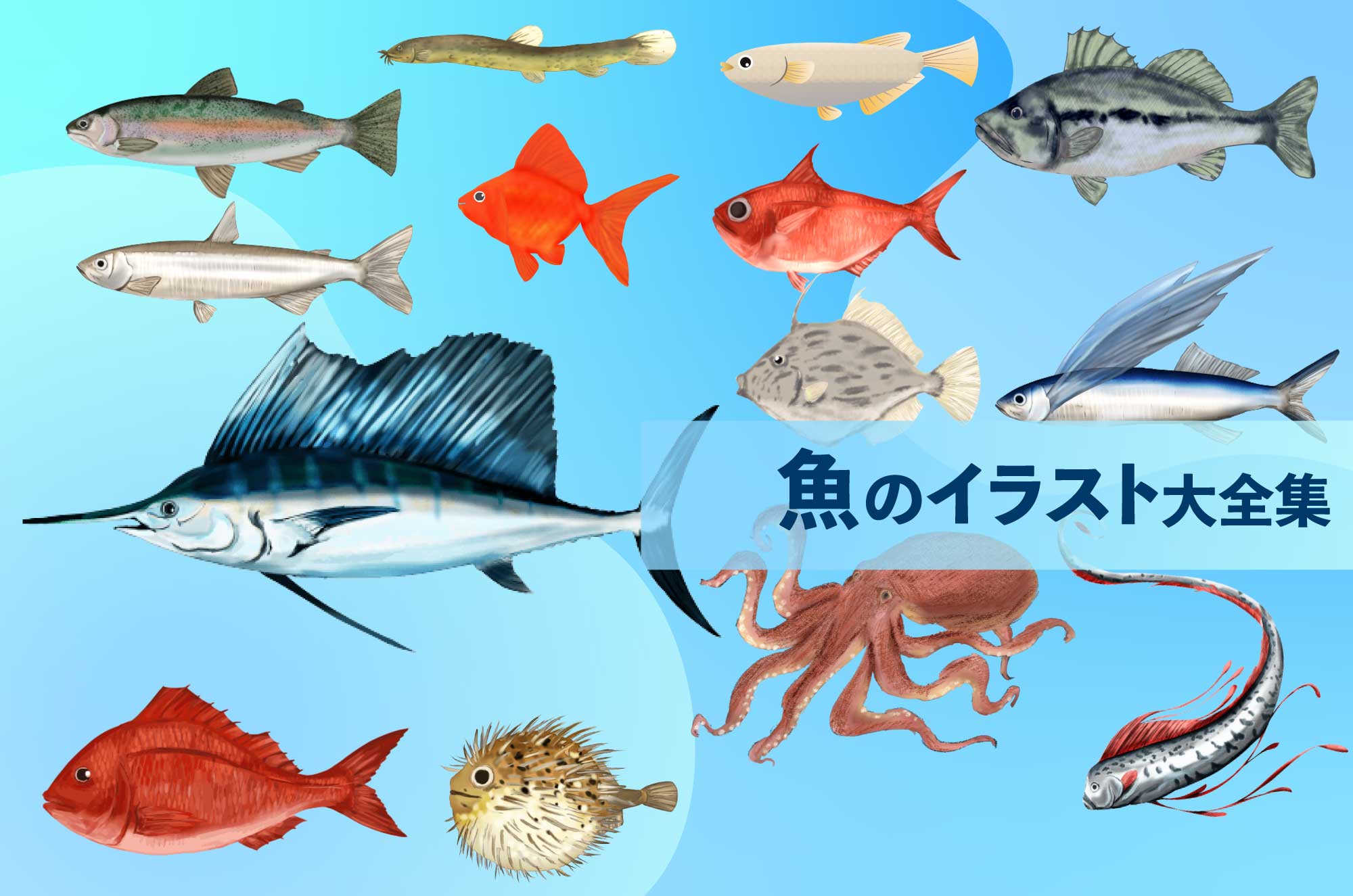 ヒラメやフグ、マグロなどを含む、シンプルにデフォルメしたいろいろな魚のイラストセット245199706- イメージマート