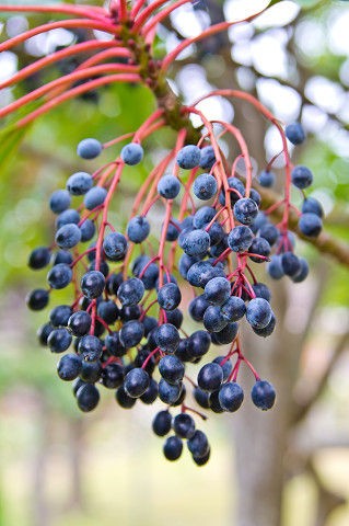 ユズリハの葉と実 写真素材4109819- フォトライブラリ