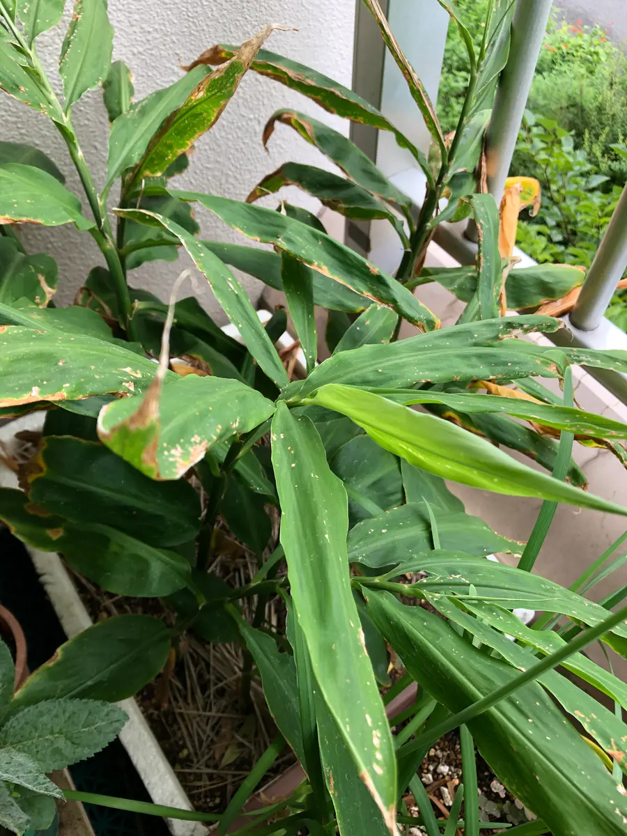 みょうがの花芽がつきません。知人からみょうがの球根？根っこ 園芸相談Q＆Aみんなの趣味の園芸