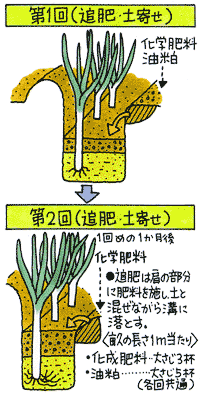 ネギの洗い方！旨味成分を逃さないよう正しく洗おう – シュフーズ