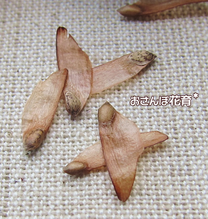 仙人の食物と称される松の実 パインナッツびんちょうたんコム